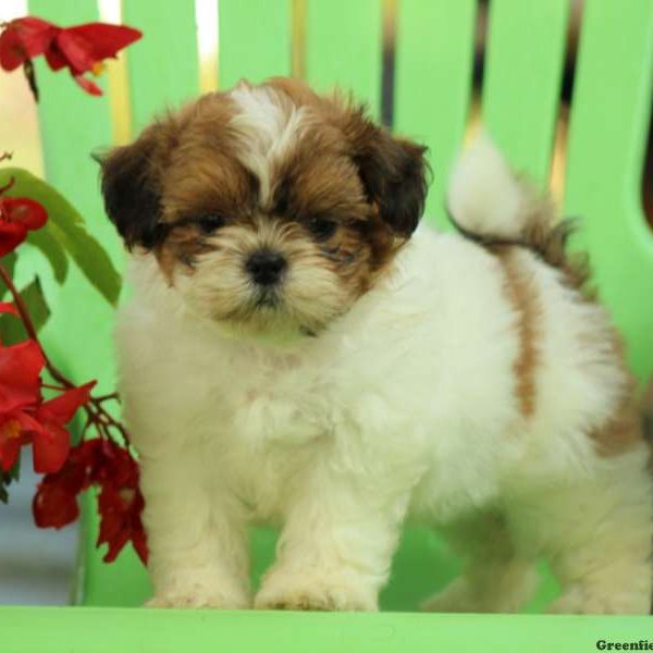 Abigail, Shih Tzu Puppy