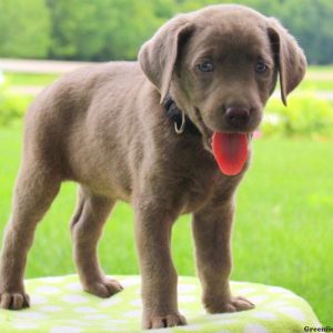 Abigail, Labrador Retriever-Silver Puppy