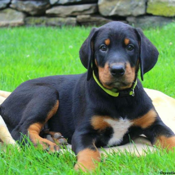 Abner, Bernese Mountain Dog Mix Puppy