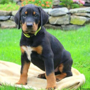 Abner, Bernese Mountain Dog Mix Puppy