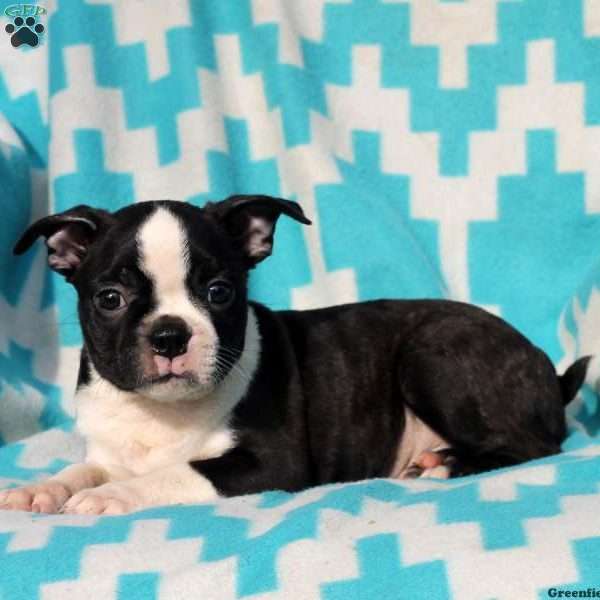 Ace, Boston Terrier Puppy