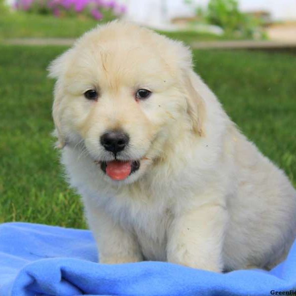 Ace, Golden Retriever-English Cream Puppy