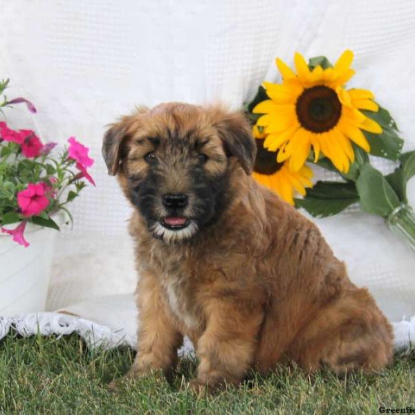 Ace, Soft Coated Wheaten Terrier Puppy