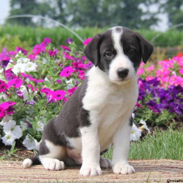 Ace, Great Pyrenees Mix Puppy