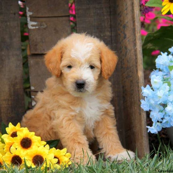 Ace, Labradoodle-Miniature Puppy