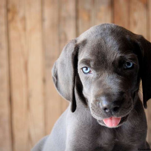 Ace, Weimaraner Puppy