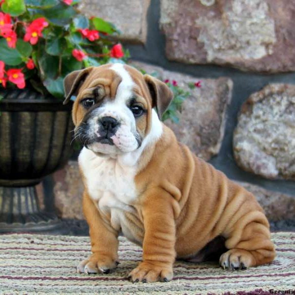 Ace, English Bulldog Puppy