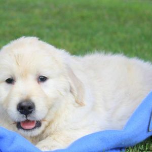 Ace, Golden Retriever-English Cream Puppy