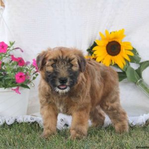 Ace, Soft Coated Wheaten Terrier Puppy