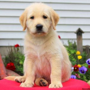 Ace, Labradoodle Puppy