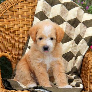 Ace, Labradoodle-Miniature Puppy