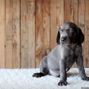 Ace, Weimaraner Puppy