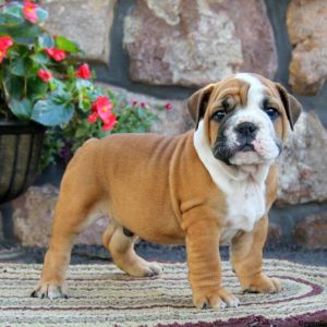 Ace, English Bulldog Puppy