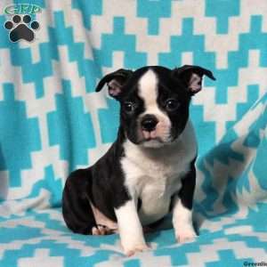 Ace, Boston Terrier Puppy