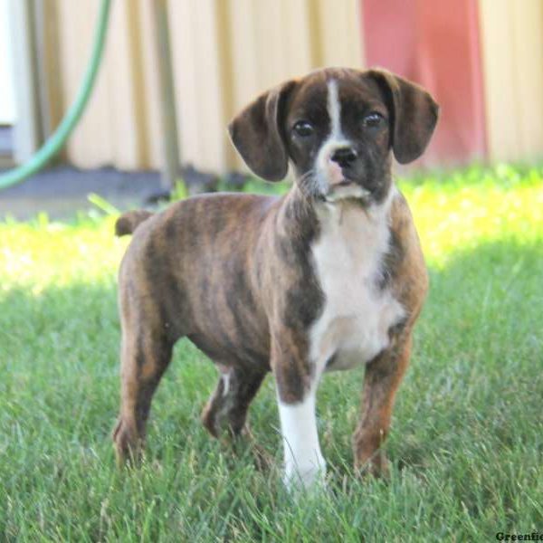 Adam, Cavalier King Charles Mix Puppy