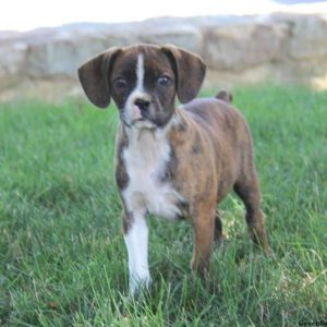 Adam, Cavalier King Charles Mix Puppy