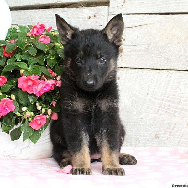 Addison, German Shepherd Puppy