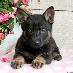 Addison, German Shepherd Puppy