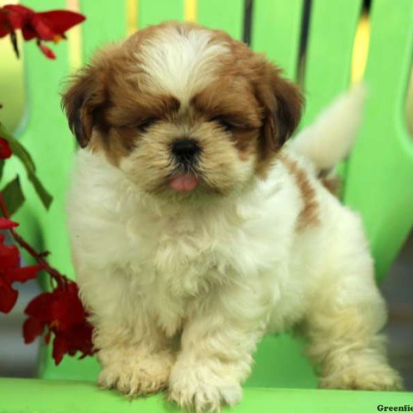 Addy, Shih Tzu Puppy