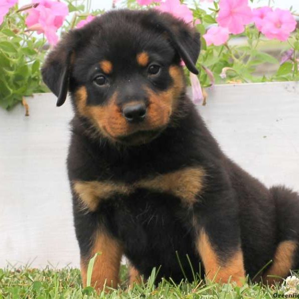 Addy, Rottweiler Puppy