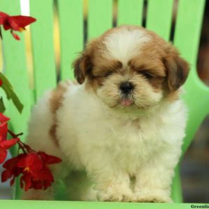 Addy, Shih Tzu Puppy