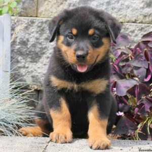 Addy, Rottweiler Puppy