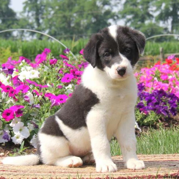 Adelle, Great Pyrenees Mix Puppy