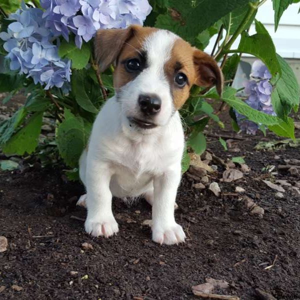 Adrianna, Jack Russell Terrier Puppy