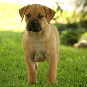 African Boerboel