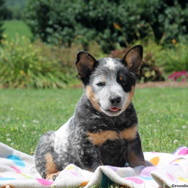 Aiden, Blue Heeler – Australian Cattle Dog Puppy