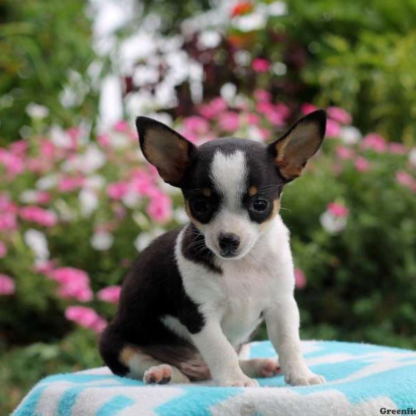 Aiden, Chihuahua Puppy