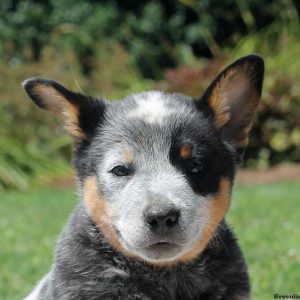 Aiden, Blue Heeler – Australian Cattle Dog Puppy