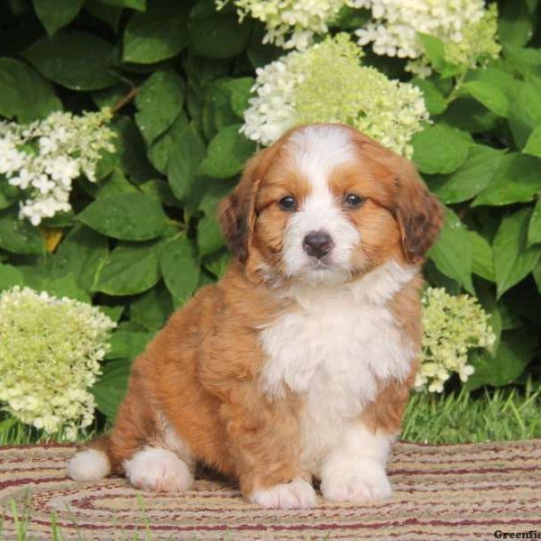 Ajay, Bernedoodle-Miniature Puppy