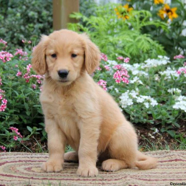 Ajay, Golden Retriever Puppy