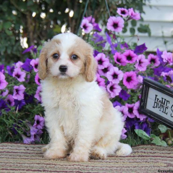 Ajay, Cavachon Puppy