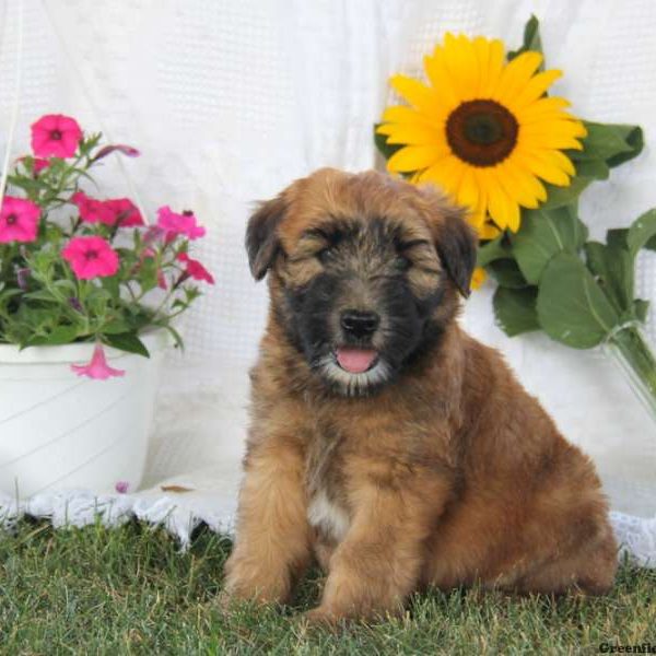 Ajay, Soft Coated Wheaten Terrier Puppy