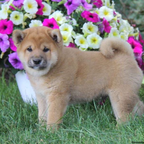 Ajay, Shiba Inu Puppy