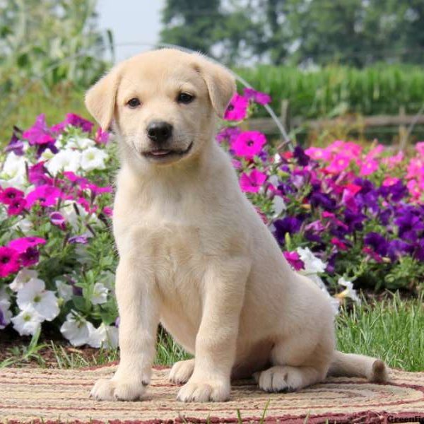 Ajay, Great Pyrenees Mix Puppy