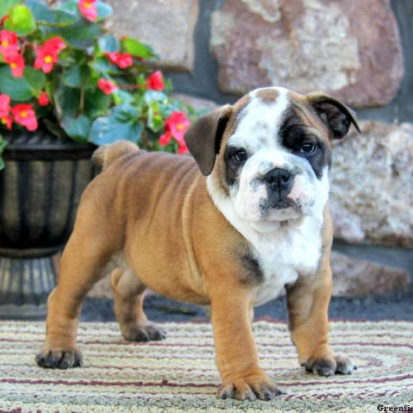 Ajay, English Bulldog Puppy