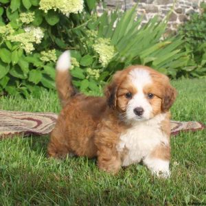 Ajay, Bernedoodle-Miniature Puppy