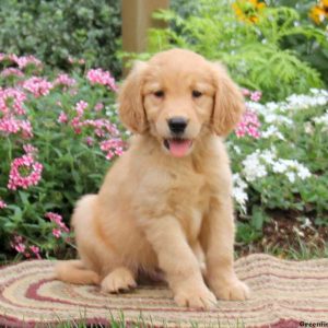 Ajay, Golden Retriever Puppy