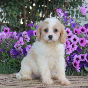 Ajay, Cavachon Puppy