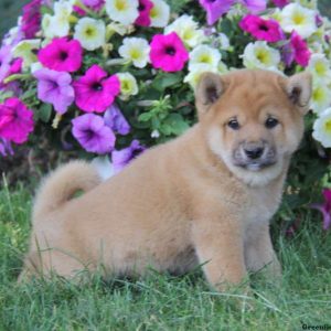 Ajay, Shiba Inu Puppy