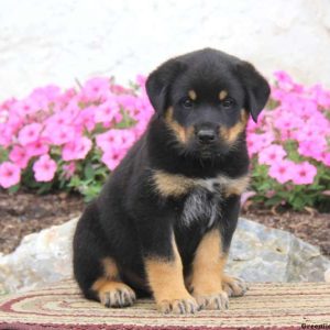 Ajay, Rottweiler Mix Puppy