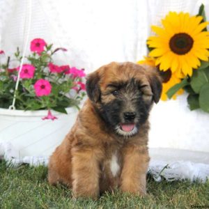 Ajay, Soft Coated Wheaten Terrier Puppy