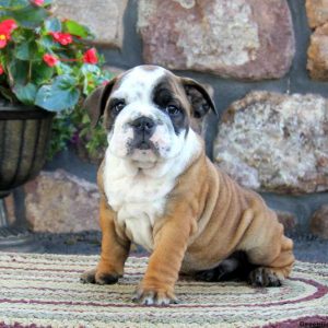 Ajay, English Bulldog Puppy