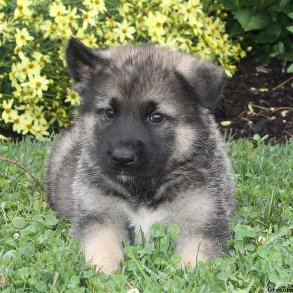 Akita Mix