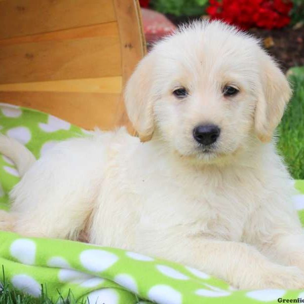 Aladin, Labradoodle Puppy