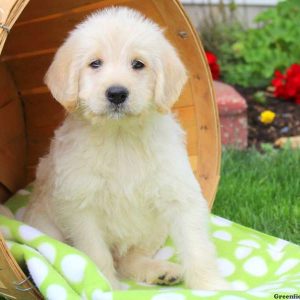 Aladin, Labradoodle Puppy