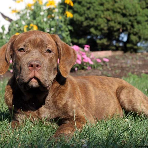 Alaina, African Boerboel Puppy